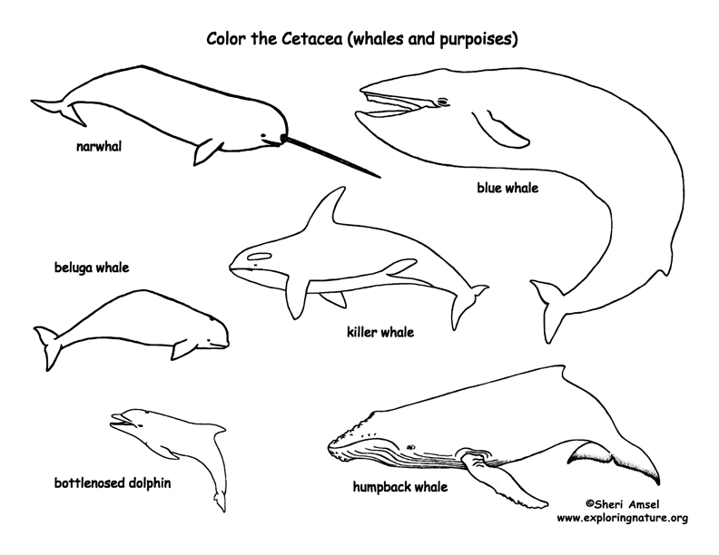Whales And Dolphins Coloring Page Cetacea Coloring Nature