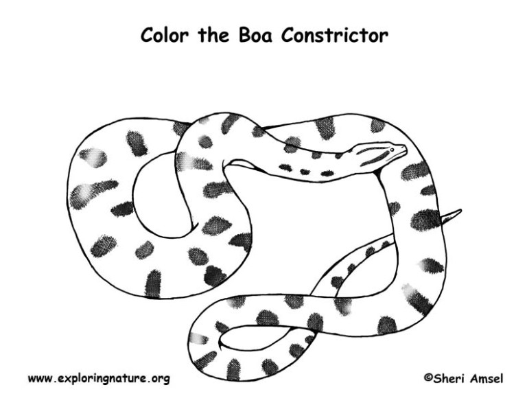 pet boa constrictor color