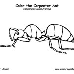 Ant (Carpenter)
