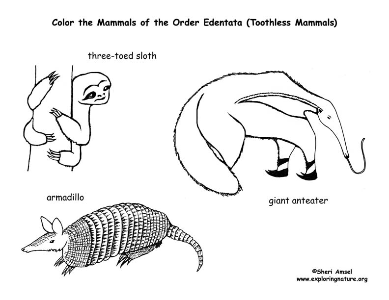 toothless mammals
