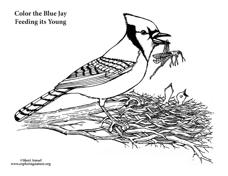 Blue Jay Coloring Pages Printable Blue jay coloring page from jay category