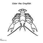 Crayfish Coloring