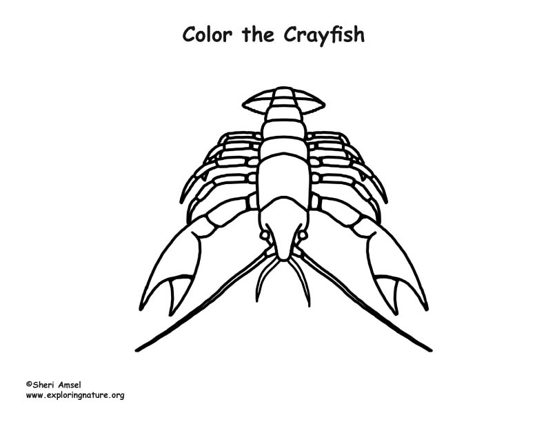 Crayfish Coloring – Coloring Nature