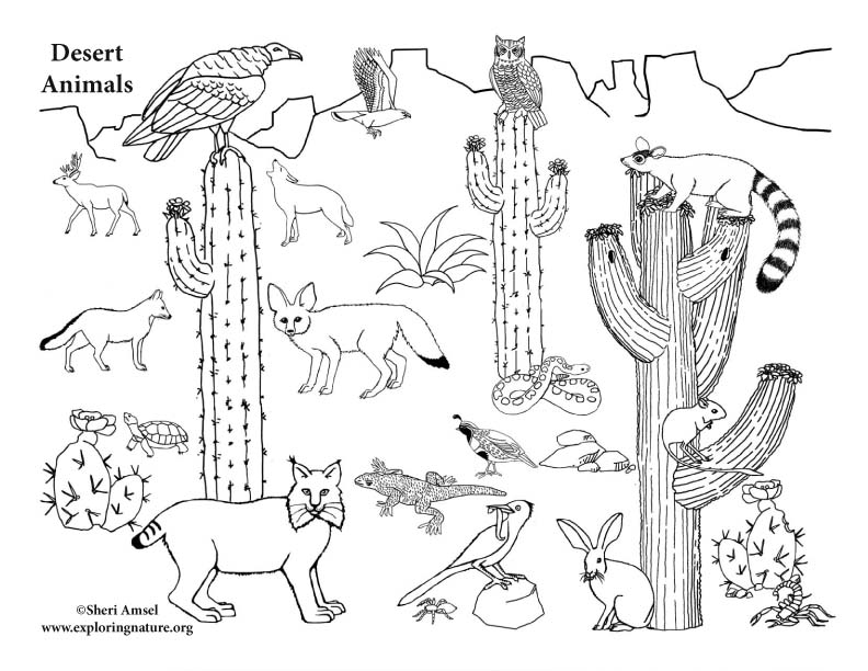 desert-animals-coloring-pages-printable-boringpop