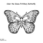 Butterfly (Diana Fritillary)