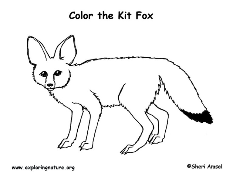 Fox (Kit) – Coloring Nature