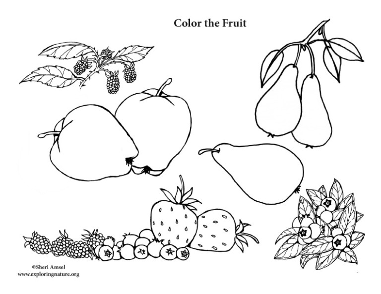 Fruit – Coloring Nature