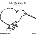 Kiwi (Brown)