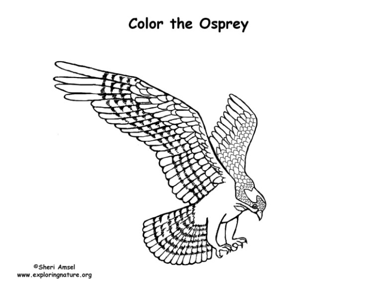 Osprey – Coloring Nature