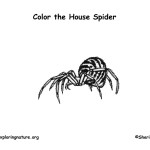 Spider (House)