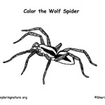 Spider (Wolf)