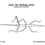 Walking Stick (Stick Bug)