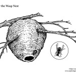 Paper Wasp and Nest