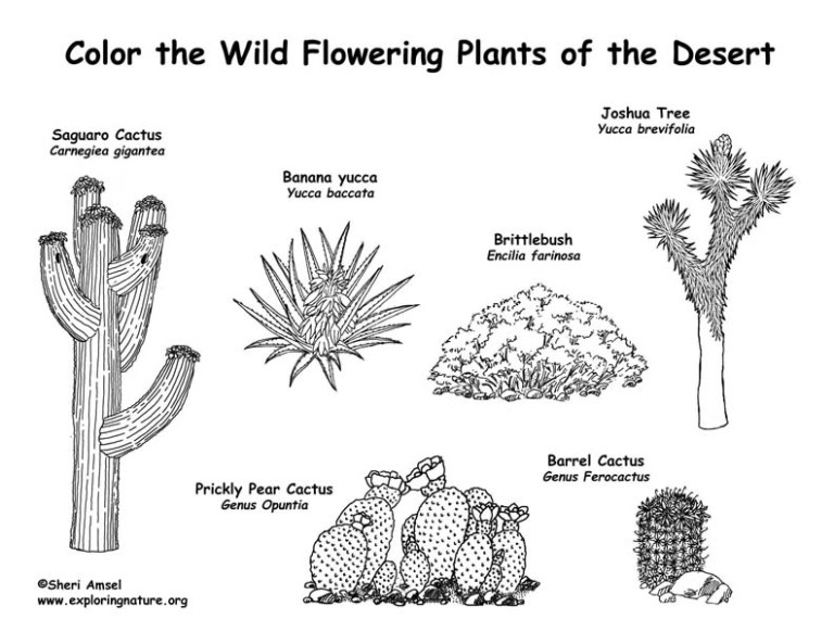 Desert Flowering Plants (Labeled) Coloring Nature