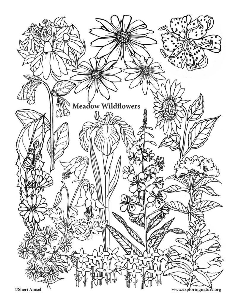 Meadow Wildflowers – Coloring Nature