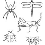Insect and Spider Coloring
