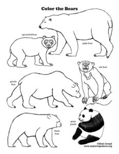 Bears of the World – Coloring Nature